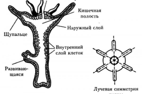 Kraken зайти на сайт